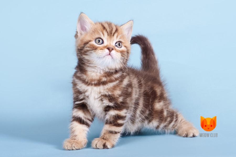 Ideal MeowClub *BY